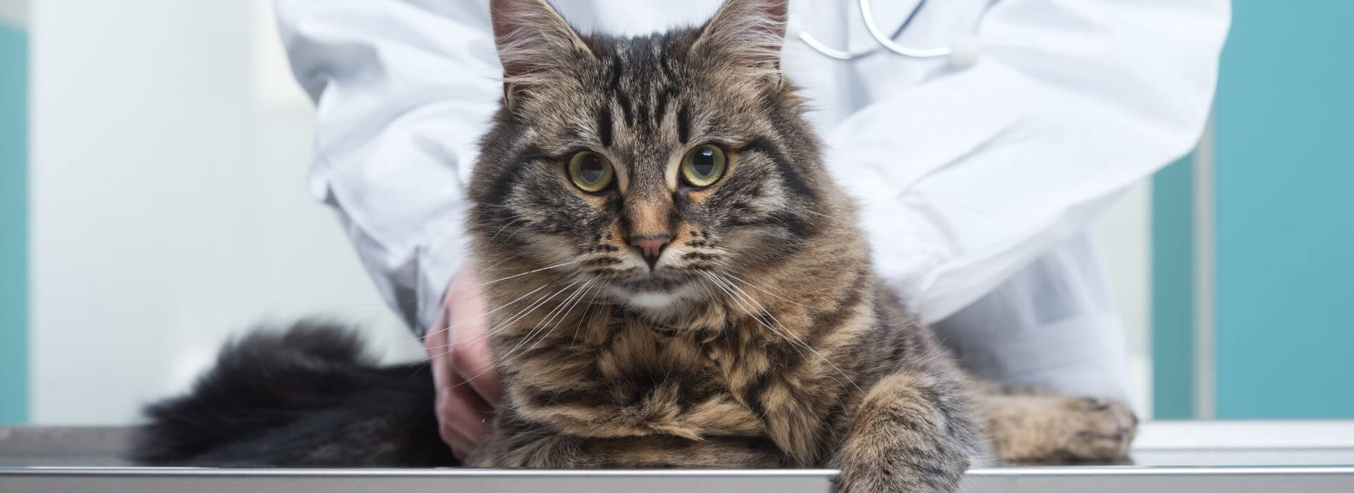 cat at vet sitting on exam table