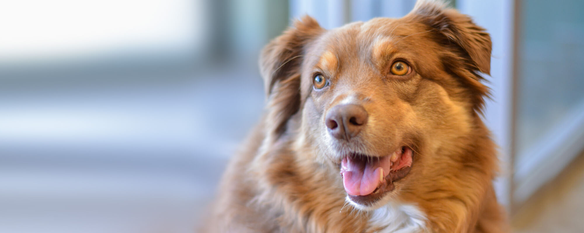 A close-up of a golden-brown dog with blue eyes, ears slightly back, looking toward the camera with a relaxed, happy expression and mouth open.