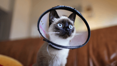 A cat with blue eyes peers through a black plastic cone collar, showing its face toward the camera while lying on a couch.