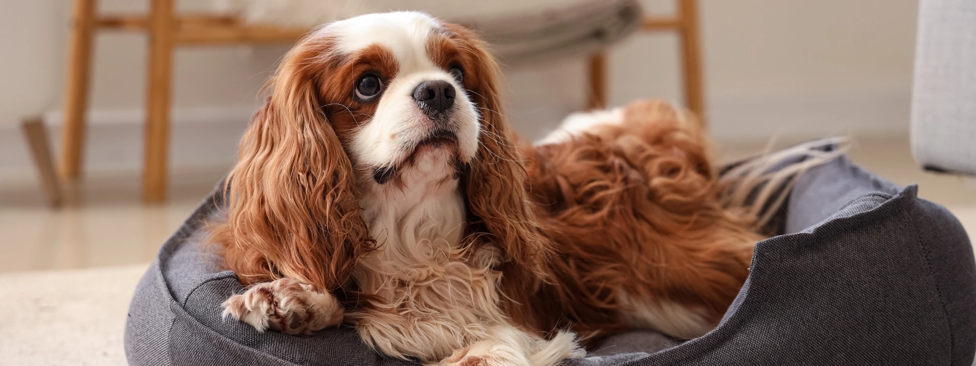 A Cavalier King Charles Spaniel with brown and white fur lies in a grey dog bed.