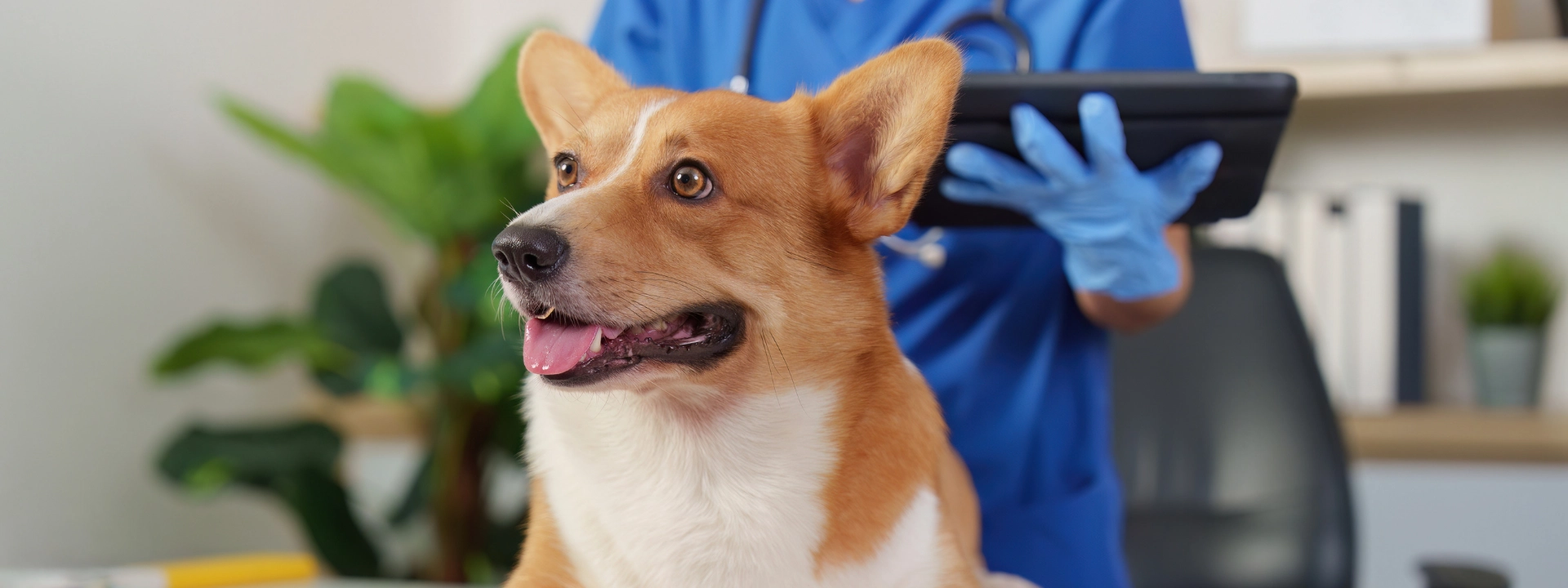 A corgi dog sits attentively in the foreground while a veterinarian in blue scrubs and gloves holds a tablet in the blurred background.
