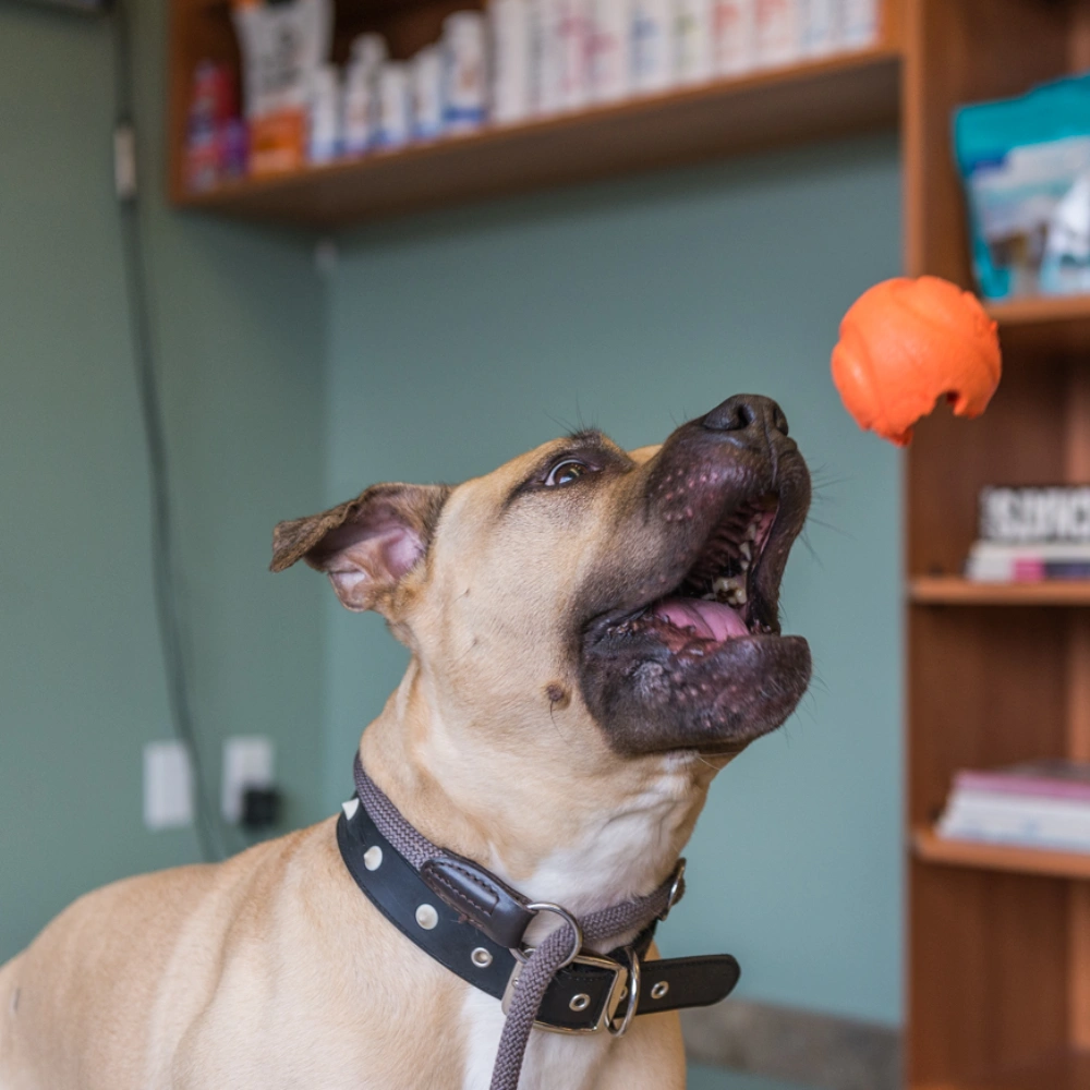 A tan dog wearing a dark leather collar looks up with its mouth open, while a bright orange pumpkin-shaped decoration hangs in the background near a bookshelf.