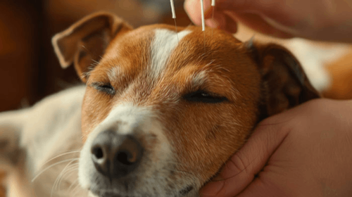 A close-up of a dog receiving acupuncture treatment with needles inserted into its head.