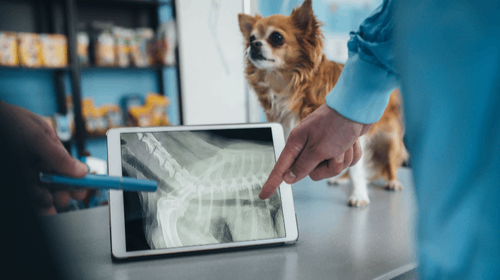 A veterinarian points to a digital x-ray of a dog's spine on a tablet while a small dog stands nearby.