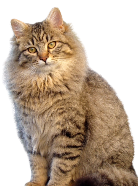 A fluffy brown tabby cat with green eyes sits.
