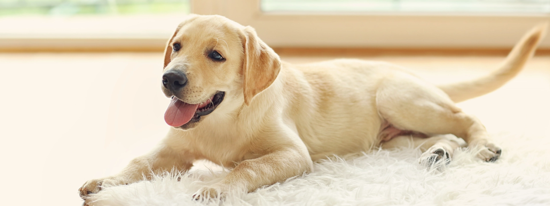 A light-colored Labrador Retriever lies on a fluffy white rug with its tongue hanging out.