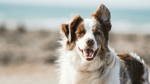 A brown and white border collie with its mouth open and one ear perked up, standing on a sandy beach with the ocean in the background.