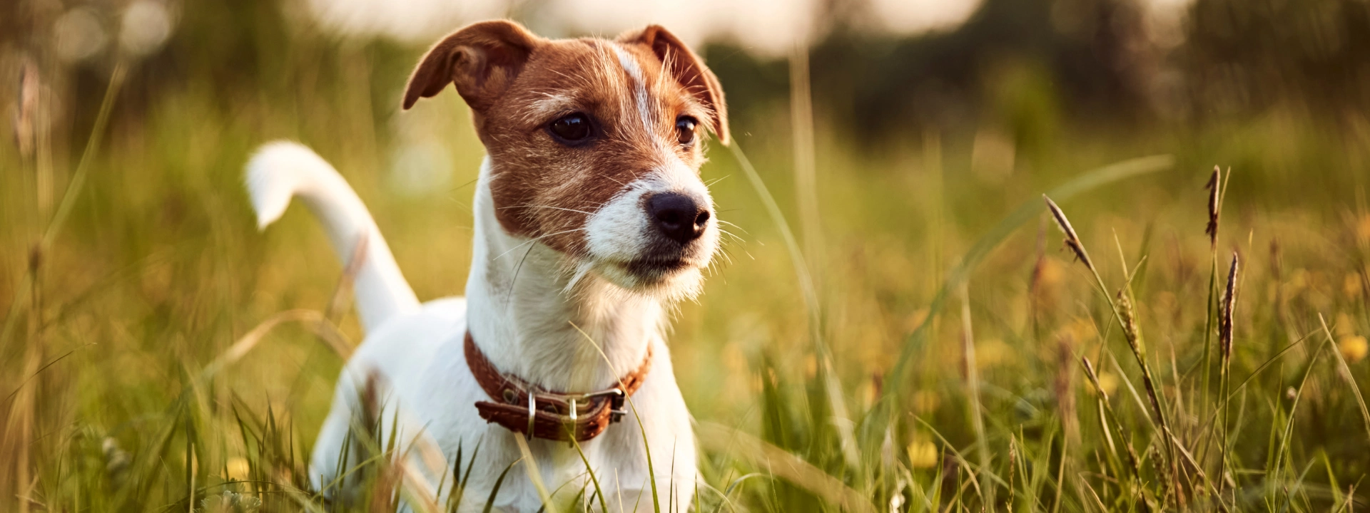 A Jack Russell Terrier with brown and white markings stands in tall green grass, looking to the right. The dog wears a brown collar.