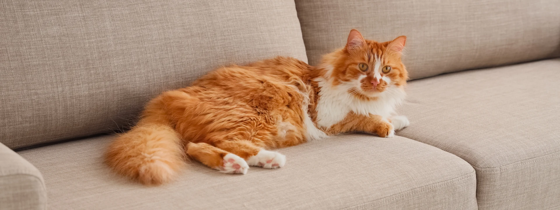 An orange and white cat with fluffy fur lies on a beige sofa.