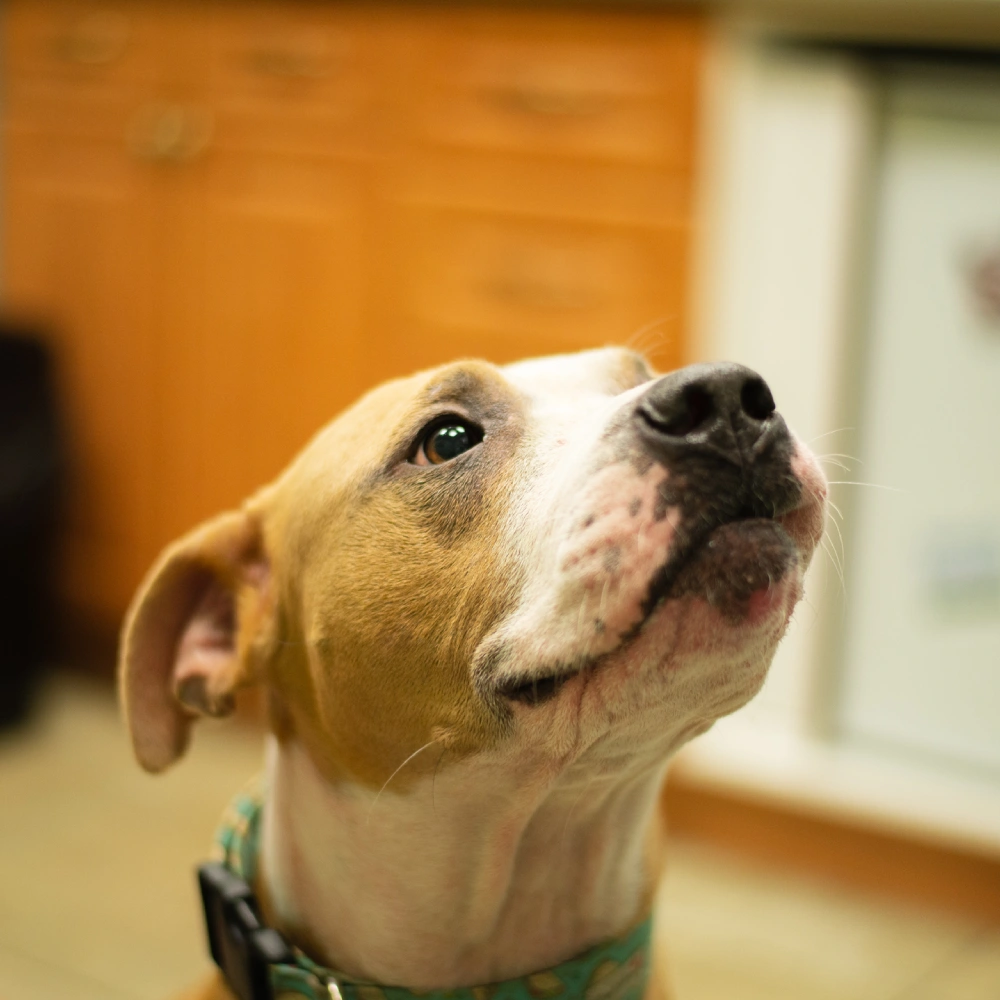 A light-colored dog with a green collar sitting indoors, looking up with a gentle expression toward the camera.