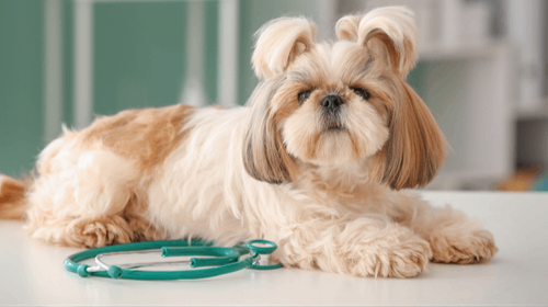 A fluffy Shih Tzu dog with tan and white fur lies on a white surface next to a green stethoscope.