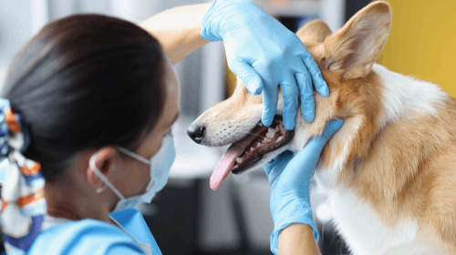 A veterinarian wearing gloves and a mask examines a corgi dog's teeth and gums.