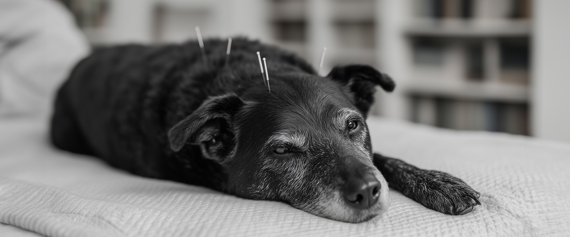 A senior black dog with acupuncture needles placed along its back, lying relaxed on a treatment table