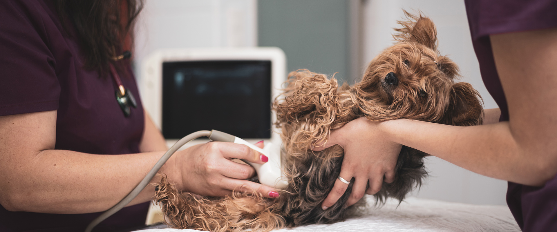 A small terrier receiving an ultrasound examination, gently held by two veterinary staff members in purple scrubs