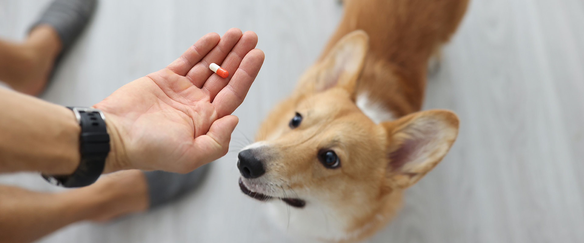 person giving corgi dog medication